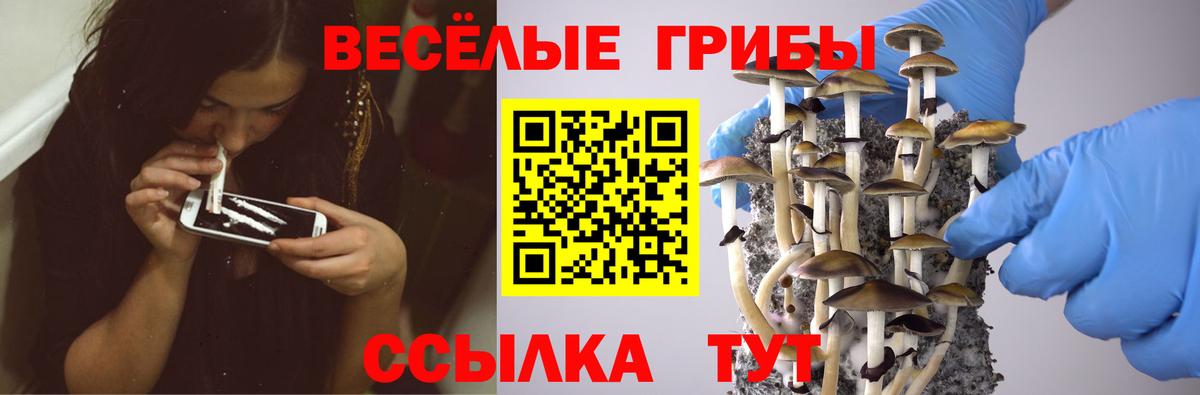 Псилоцибиновые грибы мицелий Старая Русса